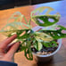 Variegated Adansonii
