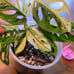 Variegated Adansonii