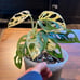 Variegated Adansonii