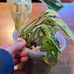 Variegated Adansonii