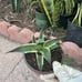 Snow glow agave