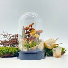 REAL MUSHROOM DECOR IN DOME CLOCHE WITH MOSS & BOTANICALS - Oddities Oddity Gift