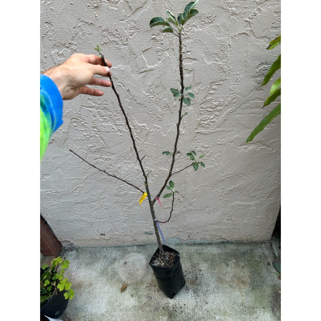 4-Way Grafted Apple Tree (Dorsett Golden, Ein Shemer, Anna, Beverly Hills)