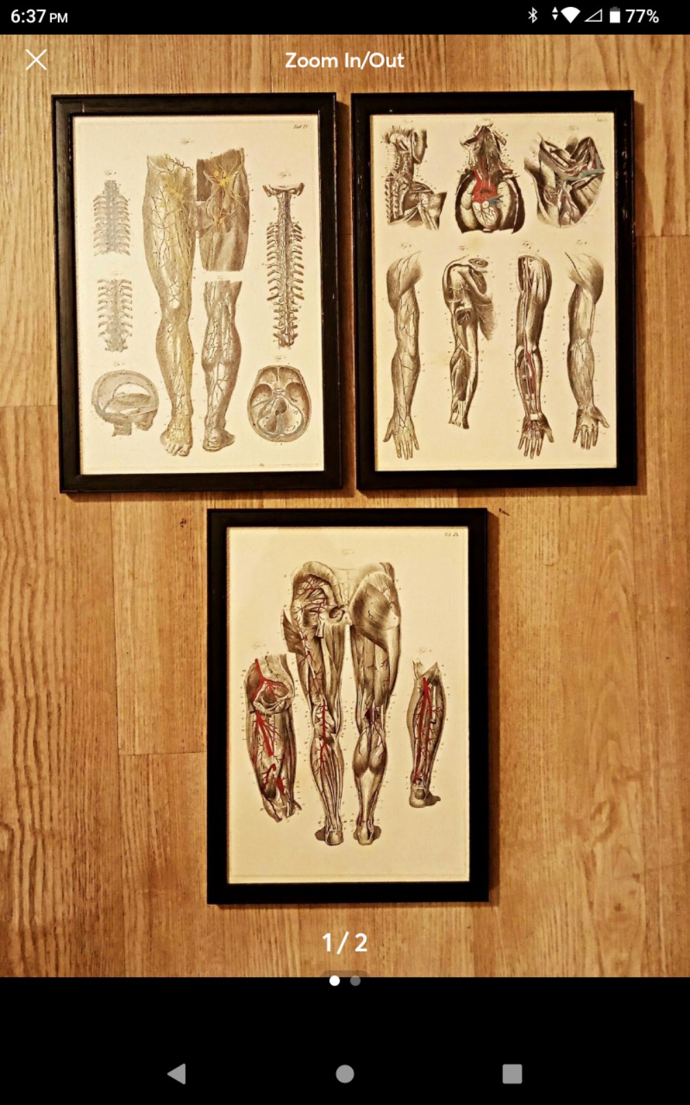 Anatomy Chart Bundle