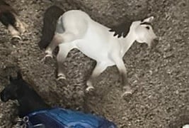 Schleich bundle