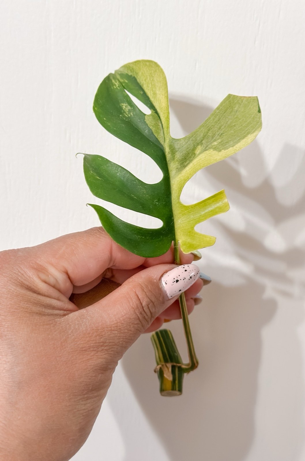 Variegated Mini Monstera