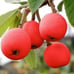 Loquat Tree (Variety: Seedless Red). 5 Years Old. Grafted. Grown In Grow Bag.