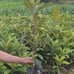 Loquat Tree (Variety: Seedless Red). 5 Years Old. Grafted. Grown In Grow Bag.