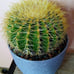 10in.! Enchinocactus Grusonii aka Golden Barrel Cactus