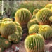 10in.! Enchinocactus Grusonii aka Golden Barrel Cactus