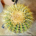 10in.! Enchinocactus Grusonii aka Golden Barrel Cactus