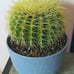 10in.! Enchinocactus Grusonii aka Golden Barrel Cactus