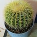 10in.! Enchinocactus Grusonii aka Golden Barrel Cactus