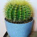 10in.! Enchinocactus Grusonii aka Golden Barrel Cactus