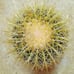 10in.! Enchinocactus Grusonii aka Golden Barrel Cactus