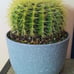 10in.! Enchinocactus Grusonii aka Golden Barrel Cactus