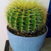 10in.! Enchinocactus Grusonii aka Golden Barrel Cactus