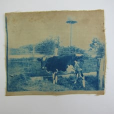 Cyanotype Photograph On Cloth Cow Standing at Fence by Water Tower Antique 1800s