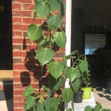 Meditation tree /Bodhi Tree, Ficus Religiosa, Peepal tree live