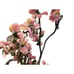Jade glass Bonasi cherry blossom tree sculpture