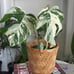monstera albo variegated