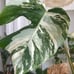 monstera albo variegated
