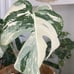 monstera albo variegated