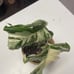 monstera albo variegated