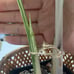 monstera albo variegated