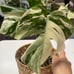 monstera albo variegated