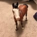 Breyer horses