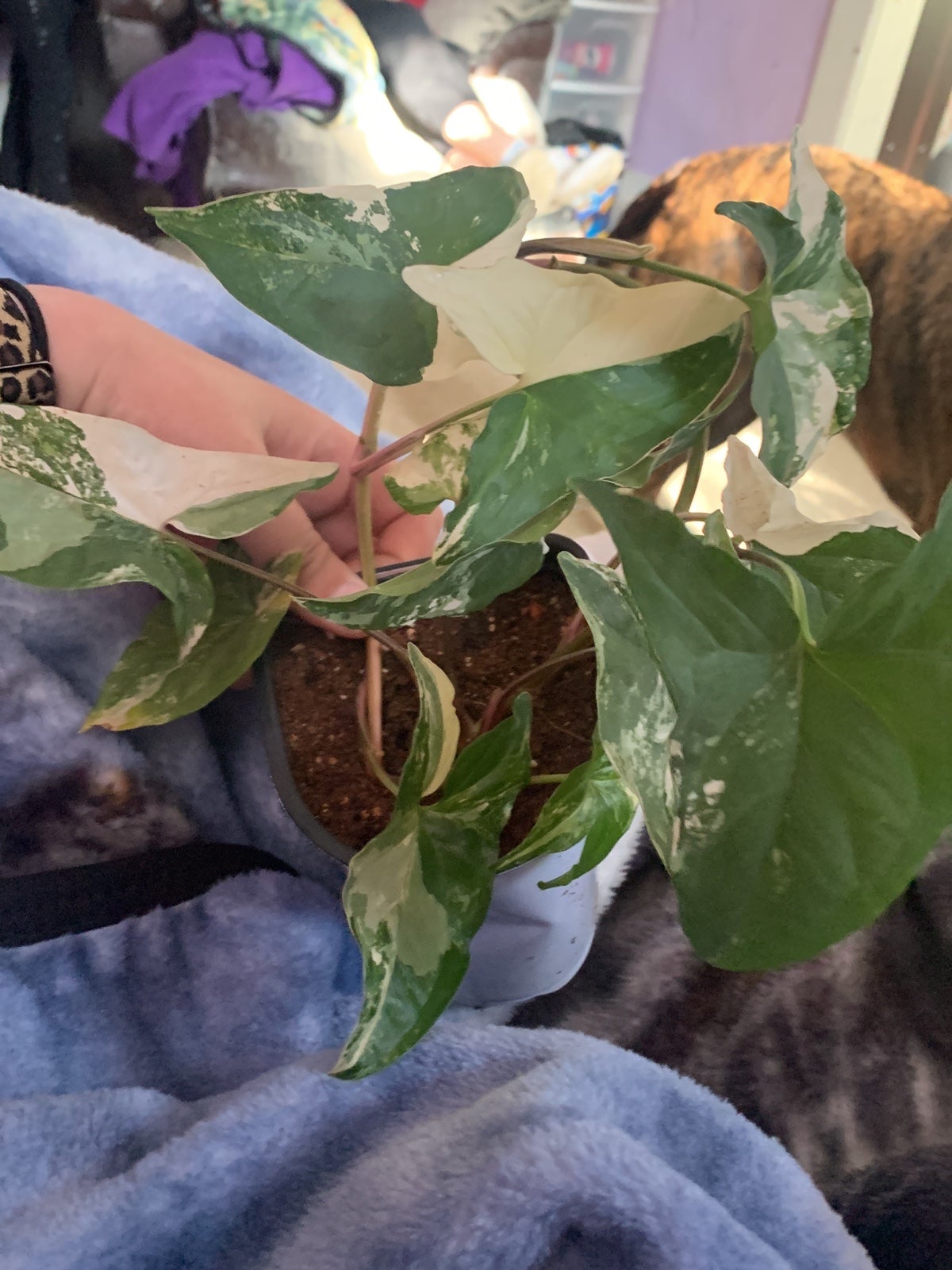 Varigated syngonium