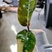 Philodendron pink Birkin top cut sectoral variegation