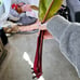 Philodendron pink Birkin top cut sectoral variegation