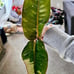 Philodendron pink Birkin top cut sectoral variegation
