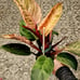 Philodendron pink Birkin top cut sectoral variegation
