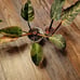 Philodendron pink Birkin top cut sectoral variegation