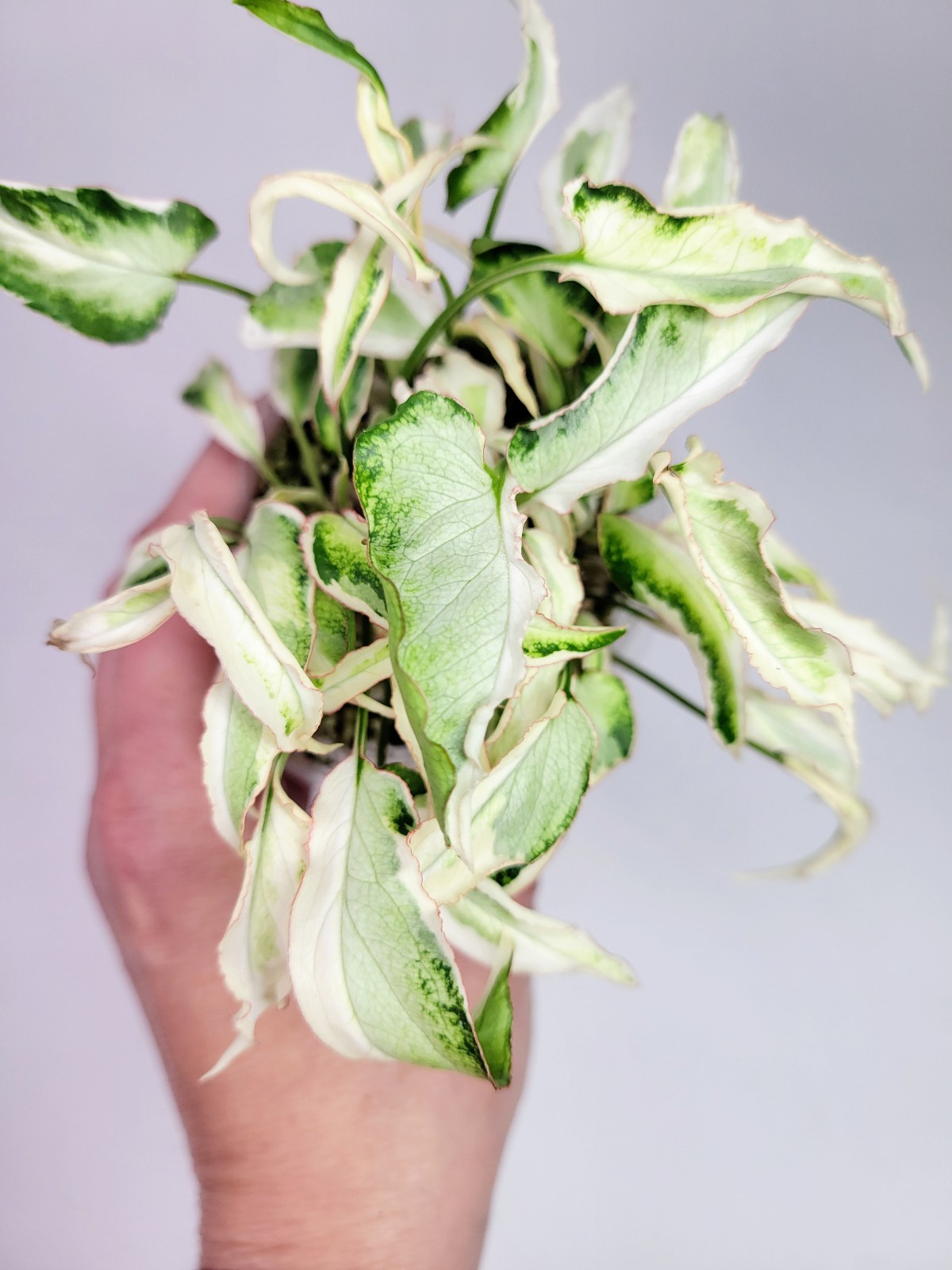 Starlite Syngonium 1
