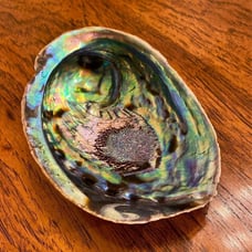 Abalone Shell L