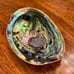 Abalone Shell L