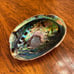 Abalone Shell L