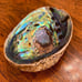 Abalone Shell L