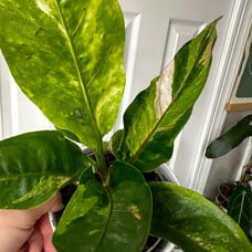 Anthurium Hookeri Variegated