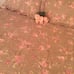 Rachel Ashwell Simply Shabby Chic Duvet Set FQ Floral Castle with Shams RARE
