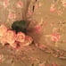 Rachel Ashwell Simply Shabby Chic Duvet Set FQ Floral Castle with Shams RARE