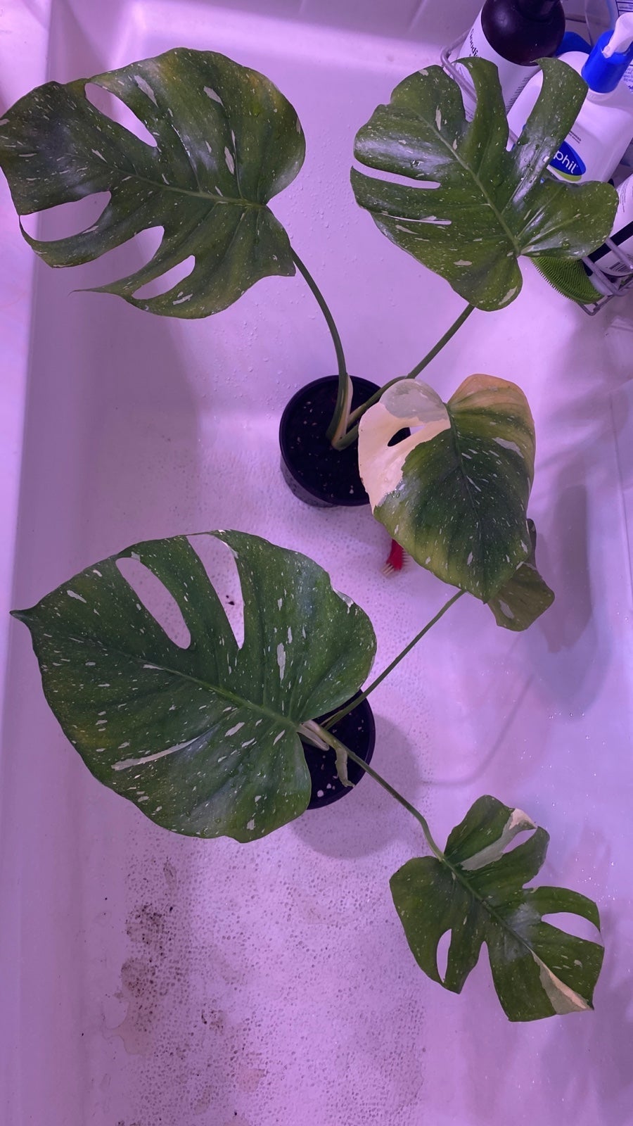 Monstera Thai Constellation