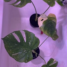 Monstera Thai Constellation
