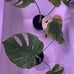 Monstera Thai Constellation