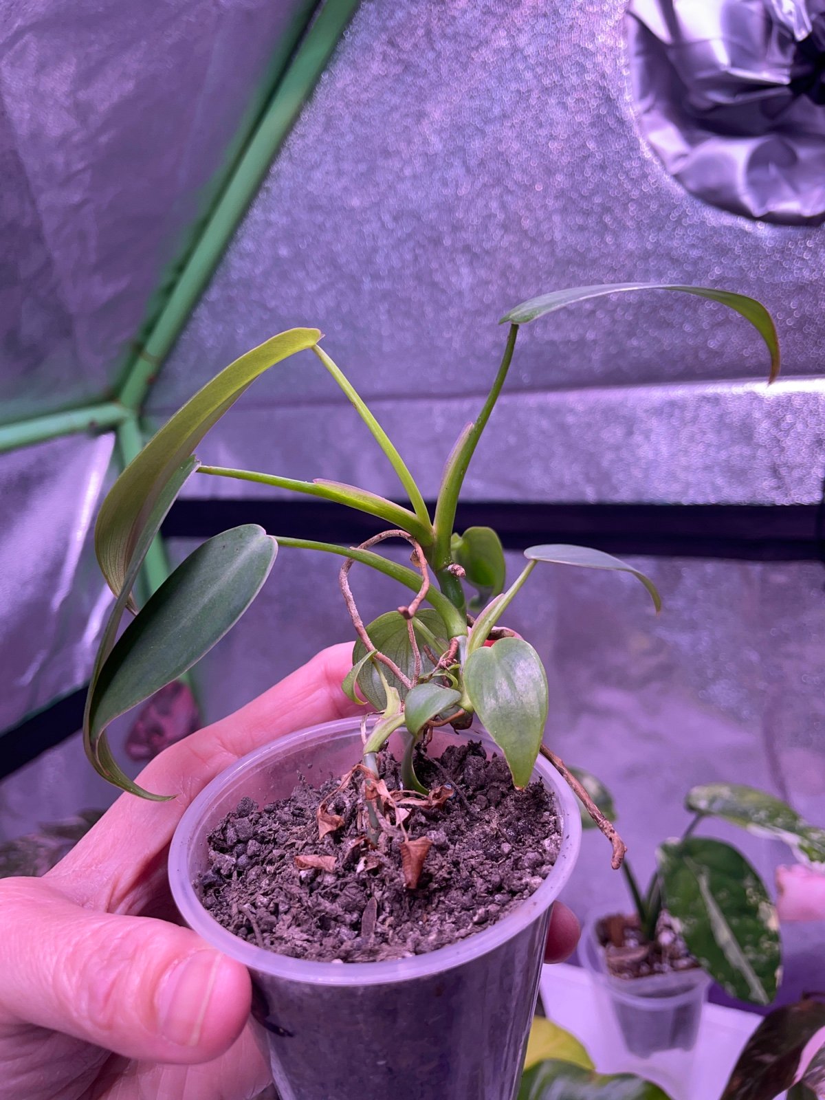Philodendron Lelano MIYANO TRUE FORM KUNZO w/FREE priority shipping