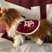 Texas A&M Mascot Plush and Large Flag Bundle